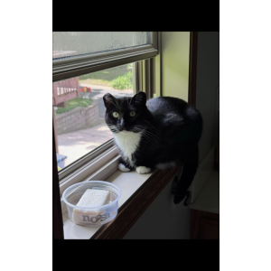 Lost Cat Echo