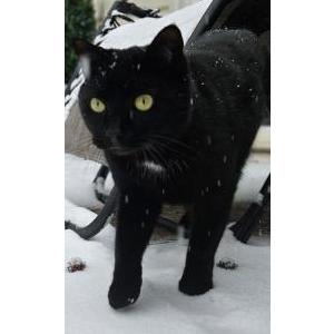 Image of Dali, Lost Cat