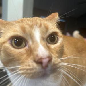 Lost Cat Baxter