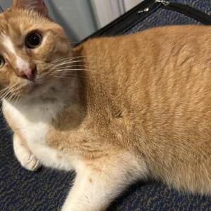 2nd Image of Baxter, Lost Cat