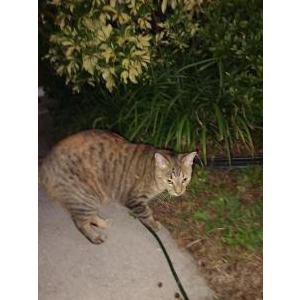 Found Cat Unknown