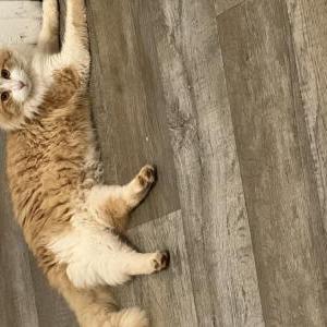 Image of Unknown, Found Cat