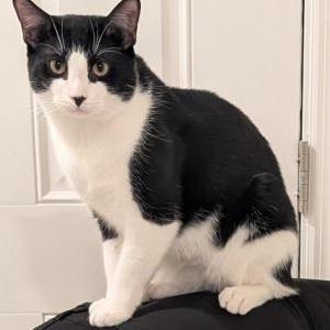 Lost Cat Mushu