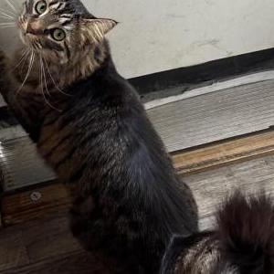 Lost Cat Dani