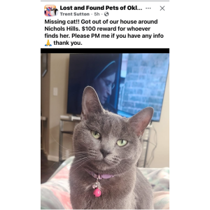 Lost Cat Layla