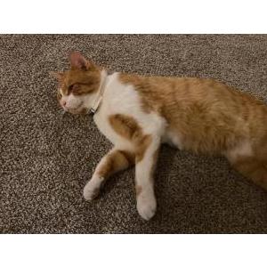 Image of Desconocido, Lost Cat