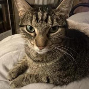 Image of Lilu, Lost Cat