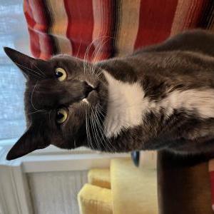 Lost Cat Pasquale