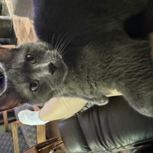 Image of Bruce, Lost Cat