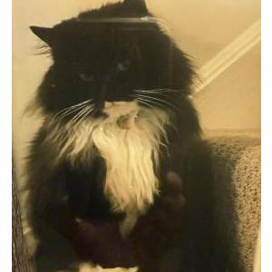 Lost Cat SHEBA-still missing