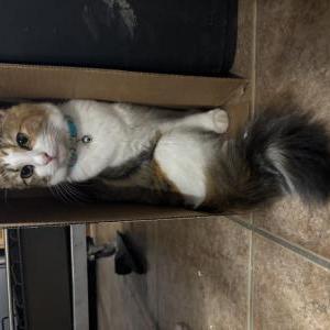 Lost Cat Naya