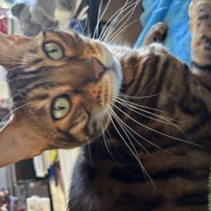 Image of Peanut, Lost Cat