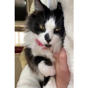 Image of Katniss, Lost Cat