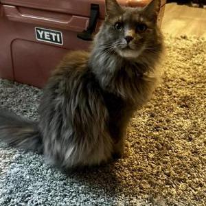Image of Oliver, Lost Cat