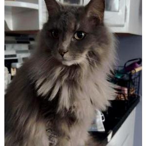 2nd Image of Oliver, Lost Cat