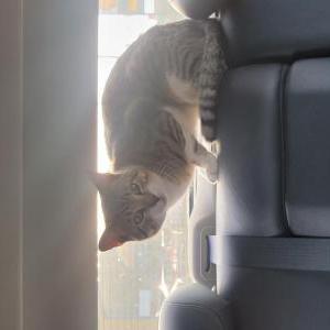 Image of Unknown, Found Cat