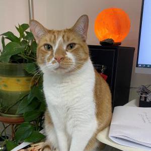 Image of BODHI, Lost Cat