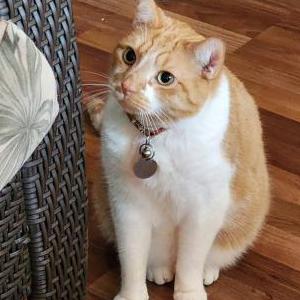 2nd Image of BODHI, Lost Cat