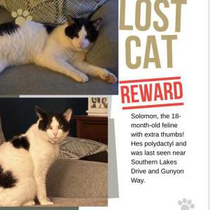 Image of Solomon, Lost Cat