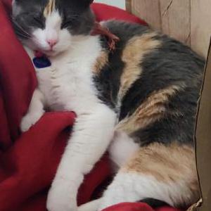 Lost Cat Missy