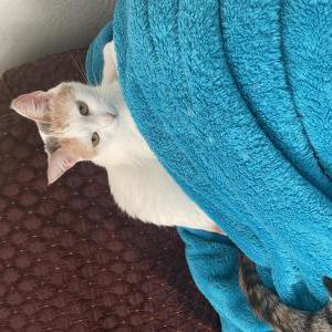 Lost Cat Chanel