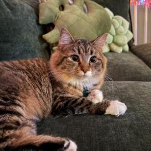 Image of Comet, Lost Cat
