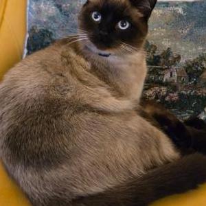 Lost Cat Billy