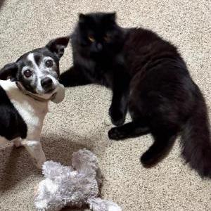 Lost Cat Mr.