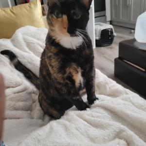 Lost Cat Cali