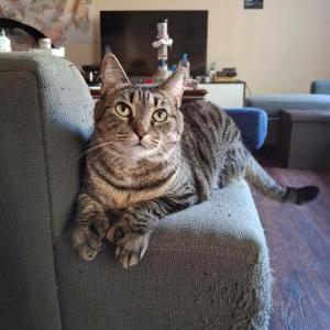 Lost Cat Azura