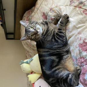 Lost Cat Thor