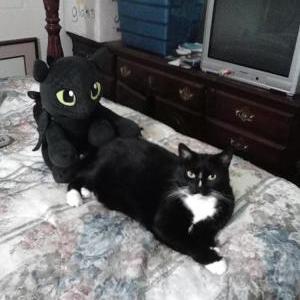 Image of Binx, Lost Cat