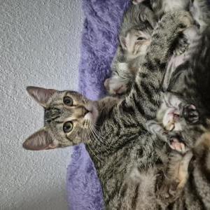 Lost Cat Millie