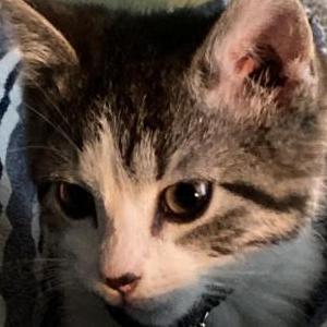 Image of Willow, Lost Cat