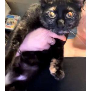 Image of Shadow Marie, Lost Cat