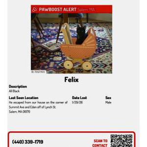Lost Cat Felix