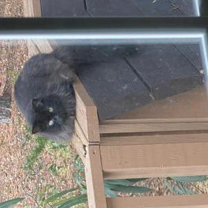Image of Pumpkin, Lost Cat