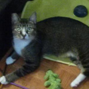 Image of Ringo, Lost Cat
