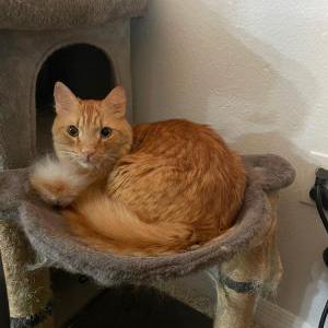 Image of Ringo, Lost Cat