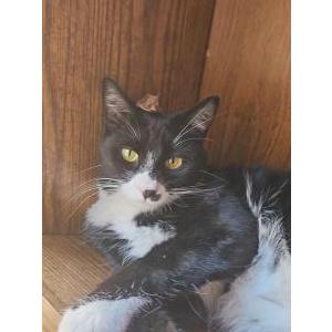 Image of Kitler, Lost Cat