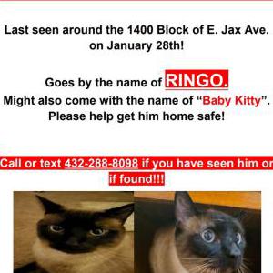 Image of Ringo, Lost Cat