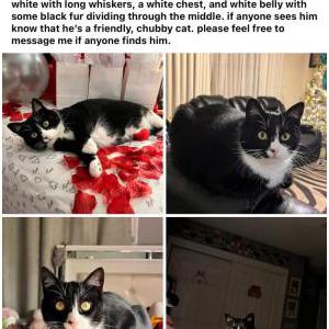 Lost Cat Binx