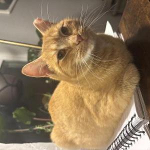 Image of Garbage, Lost Cat