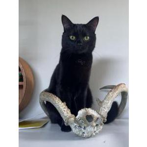 Image of Severus, Lost Cat