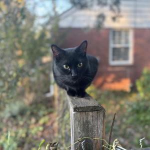 Lost Cat Barry