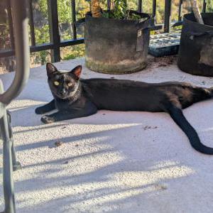 Image of Inky, Lost Cat