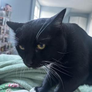 Image of Oreo, Lost Cat