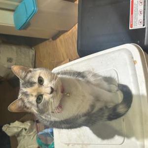Lost Cat Peaches