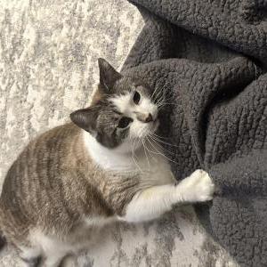 Image of Chex, Lost Cat