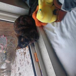 Lost Cat Teto